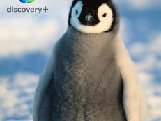Available now, Discovery’s new streaming service, discovery+ singularly offers the greatest collection of real-life entertainment with exclusive streaming access to the BBC's natural history shows like Planet Earth, Blue Planet, and Frozen Planet.