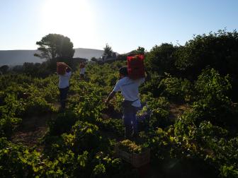 Boxes of freshly picked Zibibbo grape clusters are carried off and transported to be dried under the sun.
