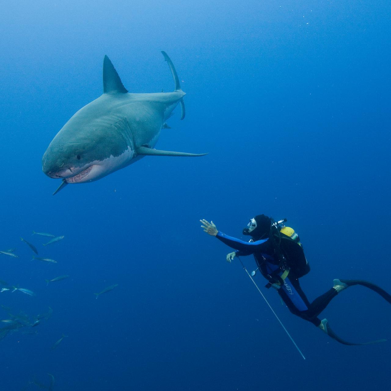 Shark Week: Zen and the Art of Shark Diving, Travel and Exploration