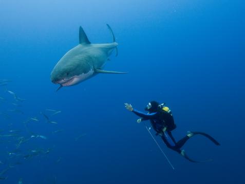 Zen and the Art of Shark Diving