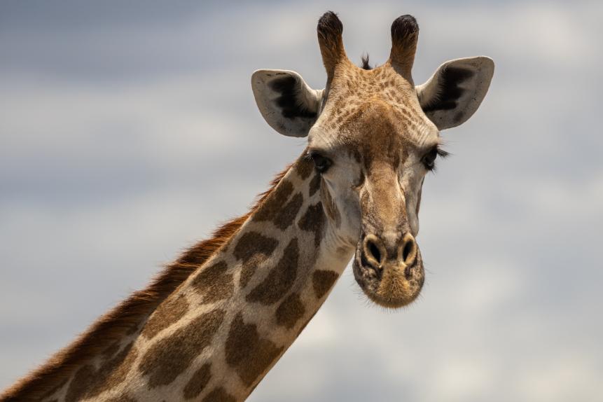 Masai giraffe, also spelled Maasai giraffe, also called Kilimanjaro giraffe, the largest subspecies of giraffe, in Selous Game Reserve in Tanzania.