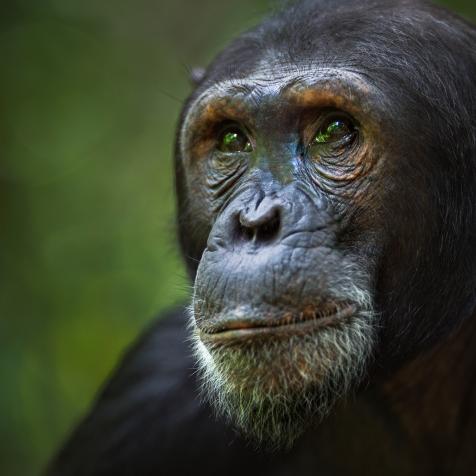 Eastern chimpanzee male 'Fudge' aged 17 years portrait (Pan troglodytes schweinfurtheii). Gombe National Park, Tanzania. May 2014.