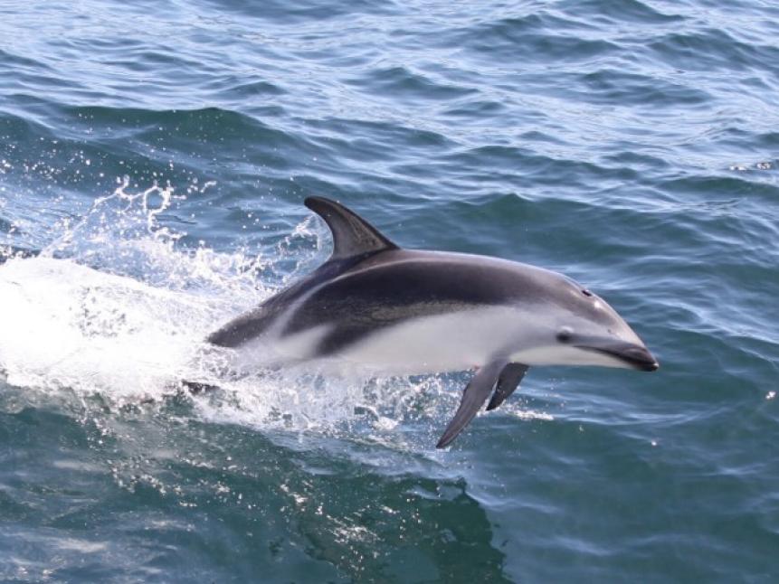 Heaviside’s and dusky dolphins are the two most commonly seen cetacean species off the coast of Namibia. Dusky dolphins are known for their extreme acrobatics and can form groups of over 500 individuals.