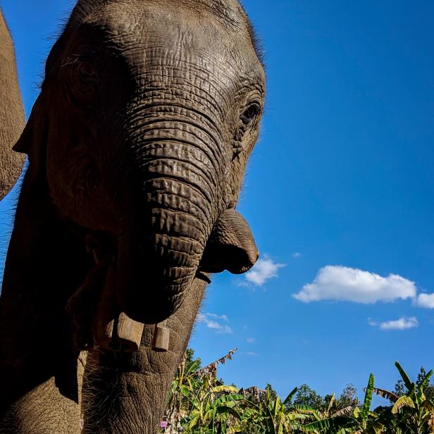 Celebrate World Elephant Day | Travel and Exploration | Discovery