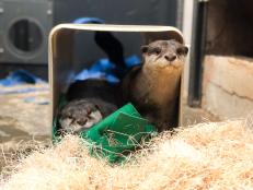 A few months ago, Georgia Aquarium welcomed two new additions to their Asian small-clawed otter habitat. Triton, a 4-year-old female, and Han, a 3-year-old male, joined the Aquarium as part of the Association of Zoos and Aquariums’ (AZA) Species Survival Program (SSP).