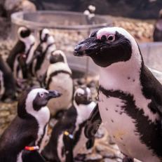 Unlike most penguin species, African penguins prefer the warmer climates of Southwestern Africa. You can see the penguins at Georgia Aquarium in the Cold Water Quest gallery.