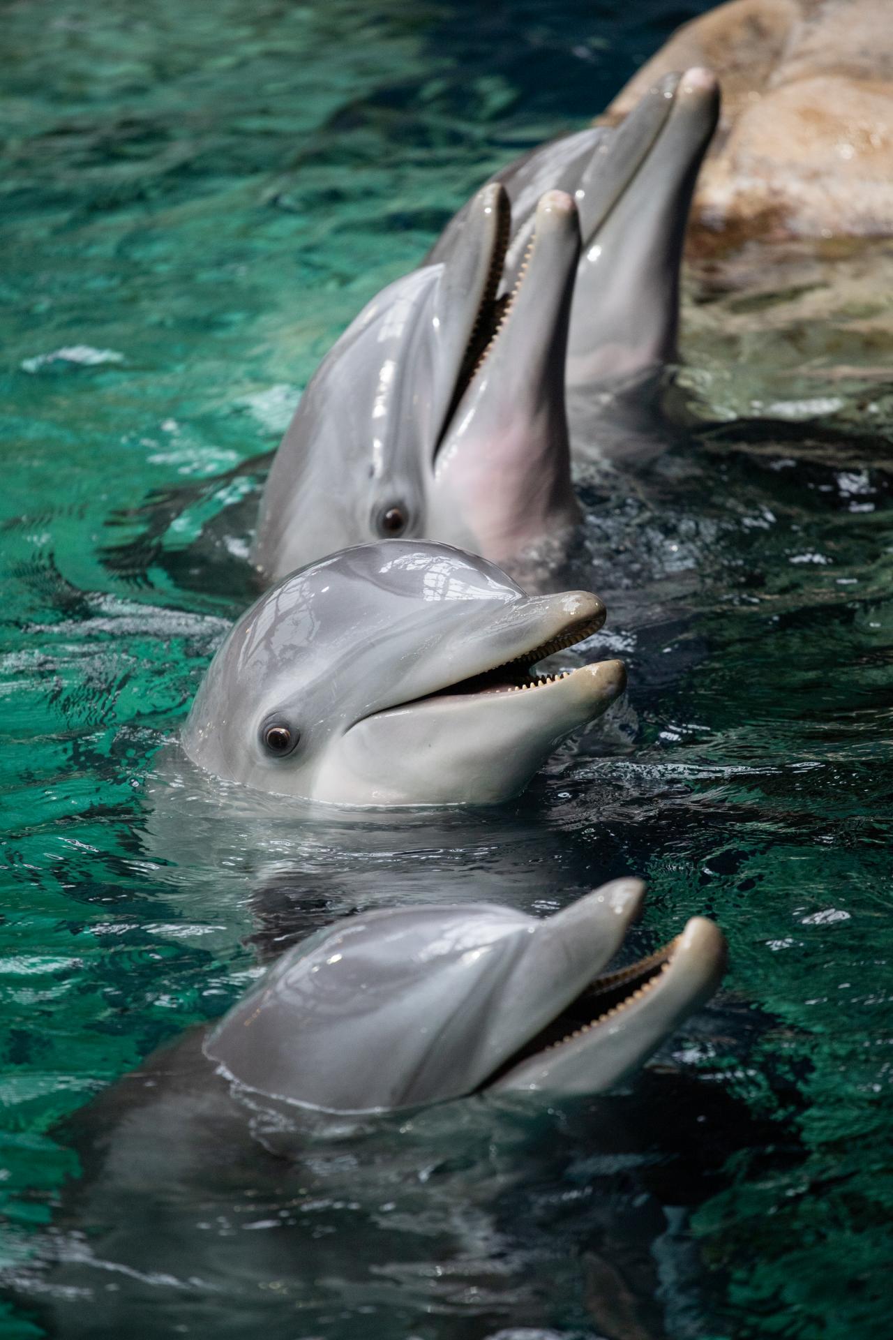 Dolphin Presentation - Georgia Aquarium