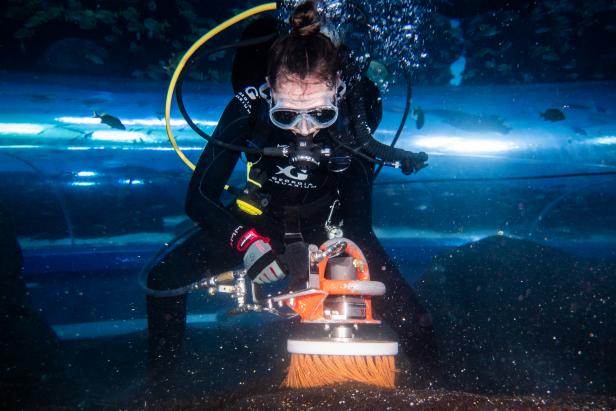Photos of Divers Cleaning Aquarium Tanks
