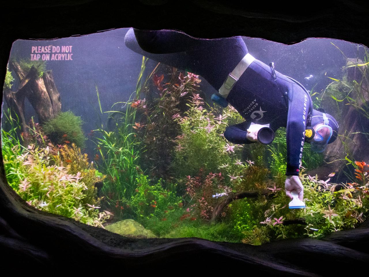 Photos of Divers Cleaning Aquarium Tanks, Nature and Wildlife
