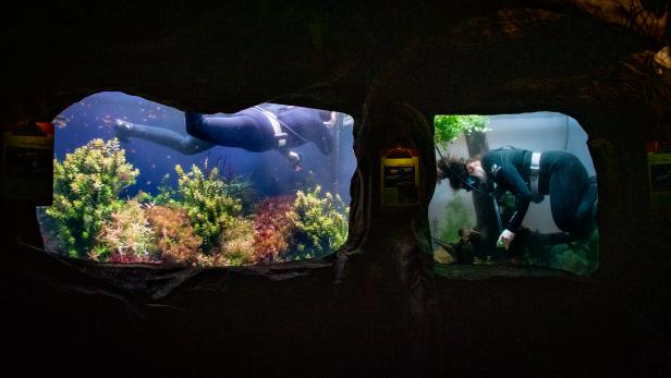 Photos of Divers Cleaning Aquarium Tanks, Nature and Wildlife