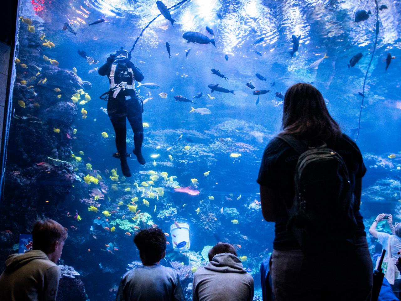Photos of Divers Cleaning Aquarium Tanks, Nature and Wildlife