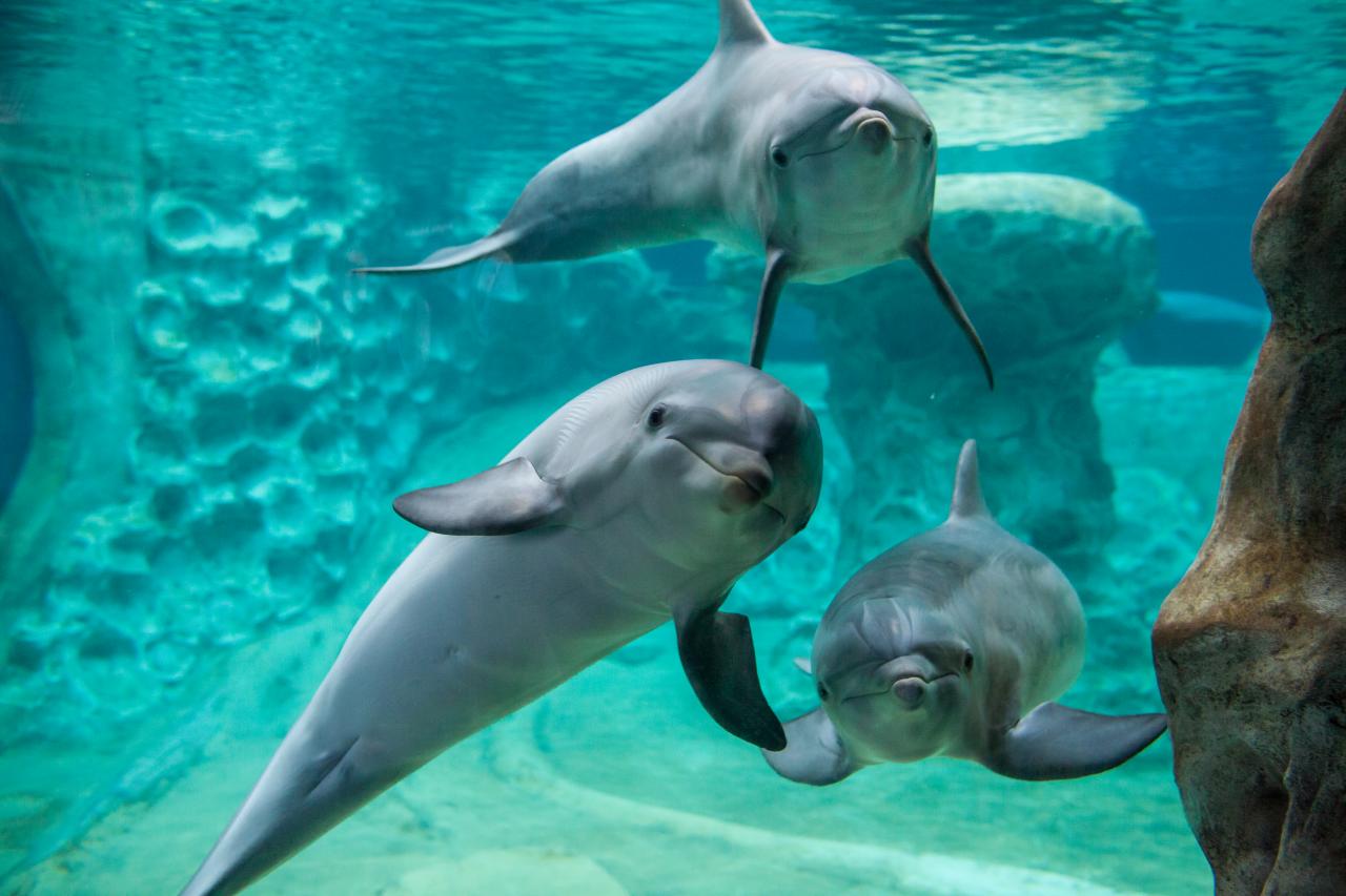 Dolphins' playful social habits form bonds, but spread virus