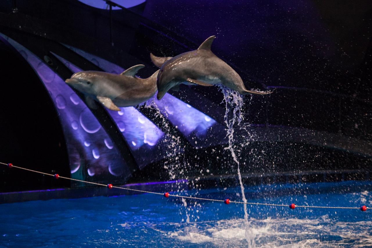 Dolphins' playful social habits form bonds, but spread virus