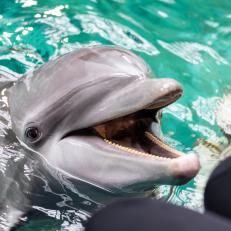 We celebrate these bubbly personalities during Dolphin Awareness Month. Help spread awareness by sharing some of the dolphin facts you’ve learned.