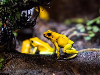 Georgia Aquarium is home to several species of poison dart frog, several of which are listed as endangered. This species faces a major threat from human activities, such as habitat loss. 