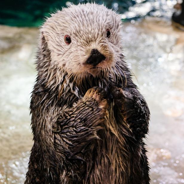 Another endangered species at Georgia Aquarium is the southern sea otter, which is considered a keystone species because they help maintain the health of kelp forests by preying on sea urchins. Sea otters were once hunted to the verge of extinction and current threats include entanglement in fishing nets, oil spills, and predation by great white sharks. 