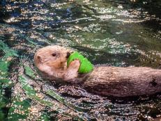 When visiting Georgia Aquarium, you may see our southern sea otters playing with toy keys, Kongs ™, and carwash kelp, or maybe you’ve seen them lounging in a kiddie pool filled with ice. These are all environmental enrichment devices and are essential to the care and health of our animals.