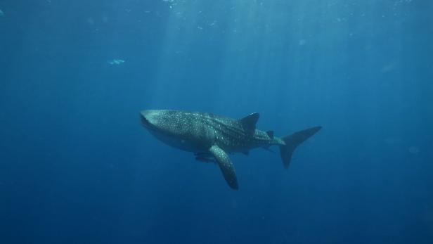 Happy International Whale Shark Day!, Nature and Wildlife