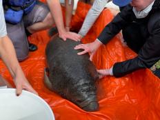 Florida manatees are dying in record numbers from starvation. Critical care rescue and rehabilitation centers are running out of room. Georgia Aquarium has joined the Manatee Rescue & Rehabilitation Partnership (MRP) to provide additional expert care and facilities for manatees in need.