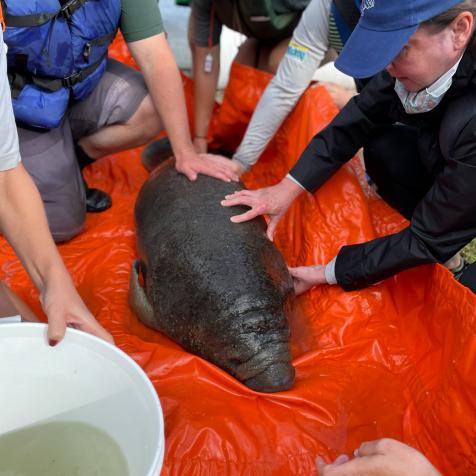The Manatee Rescue & Rehabilitation Partnership (MRP) has put an emergency rescue effort in place to help animals like these. 