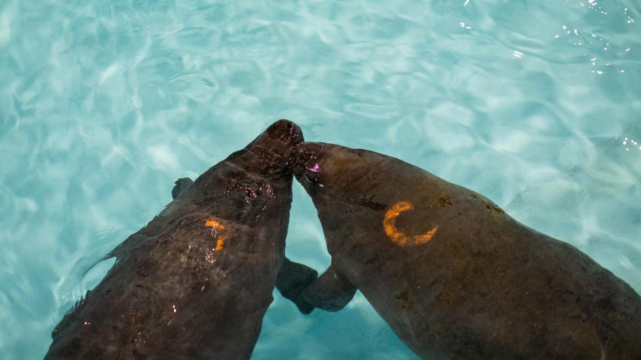 Orphaned baby beluga lost and found