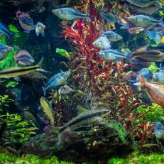 These rainbowfish originate from the rivers and streams in New Guinea and Australia. 