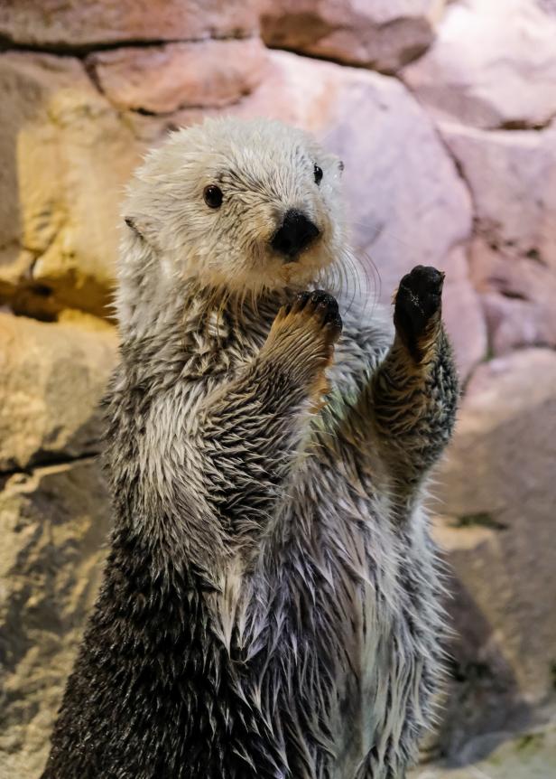 Celebrate Sea Otter Awareness Week Nature And Wildlife Discovery Celebrate Sea Otter Awareness Week Nature And Wildlife Discovery