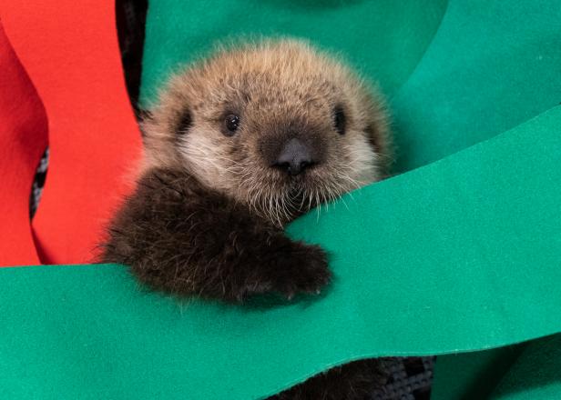 Celebrate Sea Otter Awareness Week Nature And Wildlife Discovery