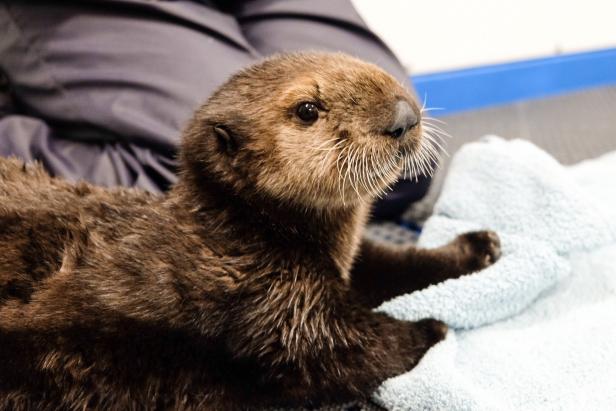 Celebrate Sea Otter Awareness Week Nature And Wildlife Discovery