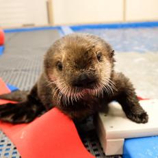 Can you believe this little sea otter pup will eat up to 25 percent of its body weight every day? Sea otters must eat 20% to 25% of their body weight every day to maintain a normal body temperature, so they will spend much of the day foraging.