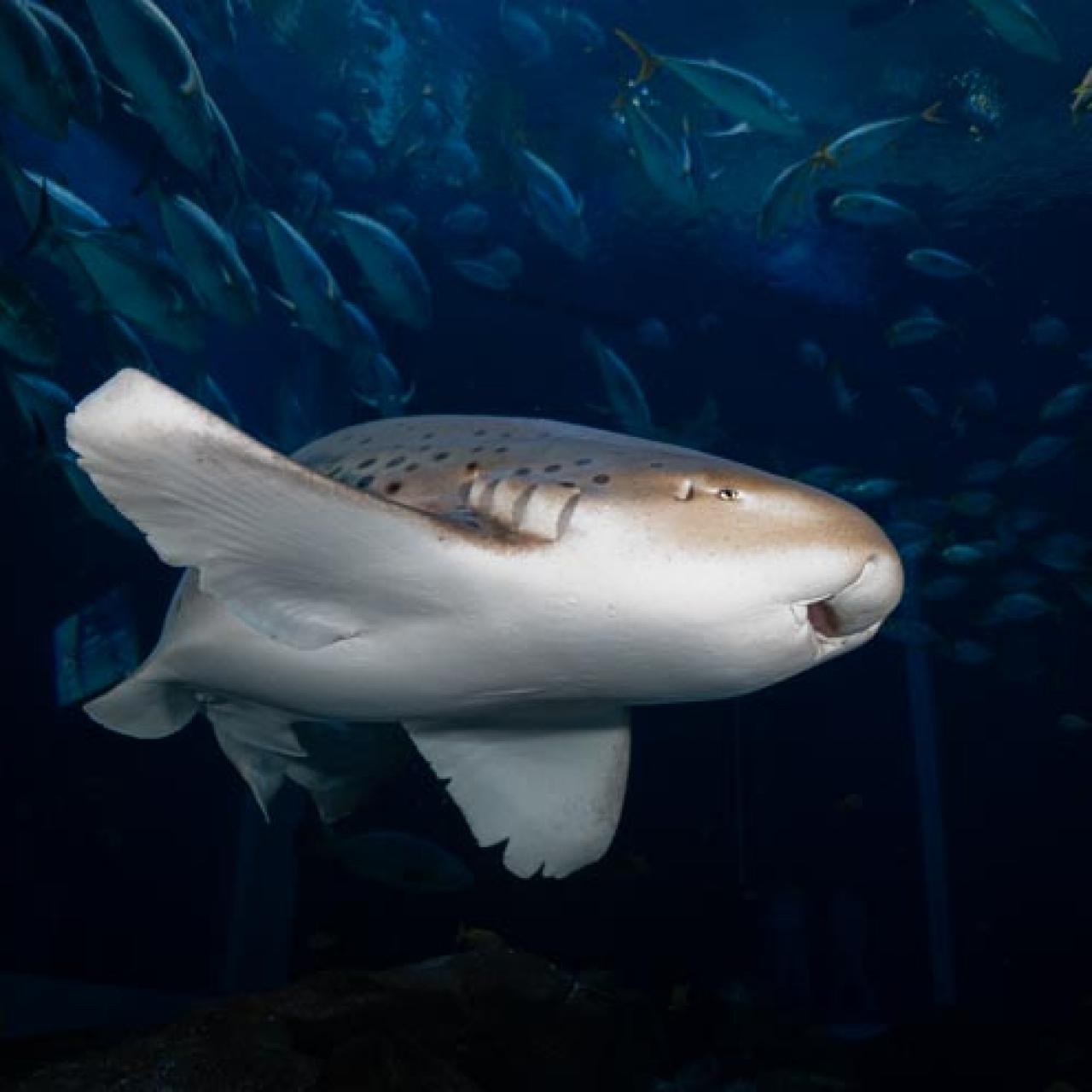 Sand Tiger Shark  Virginia Aquarium & Marine Science Center