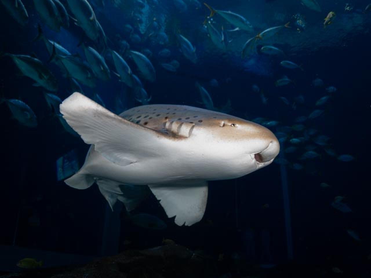 Sand Tiger Shark - Georgia Aquarium