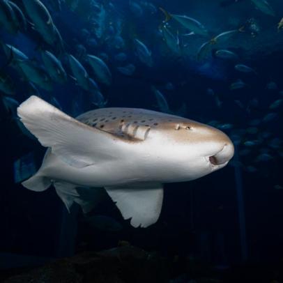 Meet the Shark Species at Georgia Aquarium