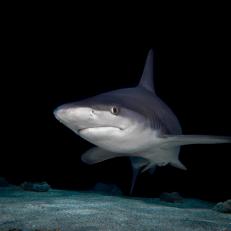 •	The sandbar shark exhibits countershading, which is a form of camouflage coloration. The sandbar shark is gray-brown to bronze on the back and flanks, and white underneath.