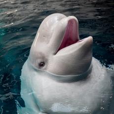 Georgia Aquarium is celebrating an extra special birthday on May 17. Shila, the baby beluga whale, is turning 2 years old! 