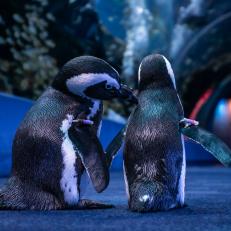 Penguins can sometimes be seen preening, or grooming, each other. 