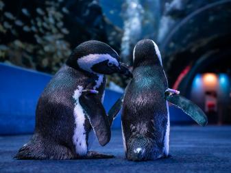 Penguins can sometimes be seen preening, or grooming, each other. 
