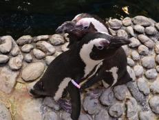 Penguins are among the few animals that mate for life; we call this pair bonding. It must have been “bond at first sight” for Charlie and Lizzy, two African penguins at Georgia Aquarium who have been pair-bonded for about 28 years.
