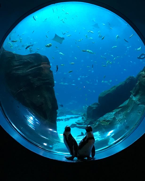 Tufted Puffin - Georgia Aquarium