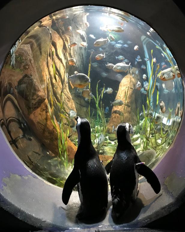 Tufted Puffin - Georgia Aquarium