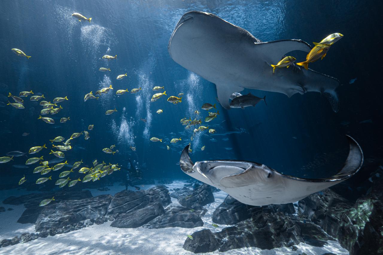 MuzeMerch - Georgia Aquarium Large Eco Whale Shark Plus