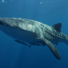 Whale sharks filter food from the water by “cross-flow filtration,” this means water is directed away through the gills while particles carry on towards the back of the mouth. 