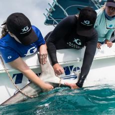 Georgia Aquarium’s female-lead research team travels to Bimini, Bahamas to study sharks. They take biological samples from tiger sharks, blacktip sharks, and more to understand their diets, metabolism, and other important factors. 