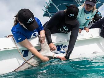 Georgia Aquarium’s female-lead research team travels to Bimini, Bahamas to study sharks. They take biological samples from tiger sharks, blacktip sharks, and more to understand their diets, metabolism, and other important factors. 