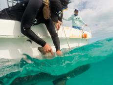 Understanding the biology of sharks and the important role they play help advance conservation efforts. Sharks are an apex predator and without them, the entire balance of the ocean ecosystem will go off balance. 