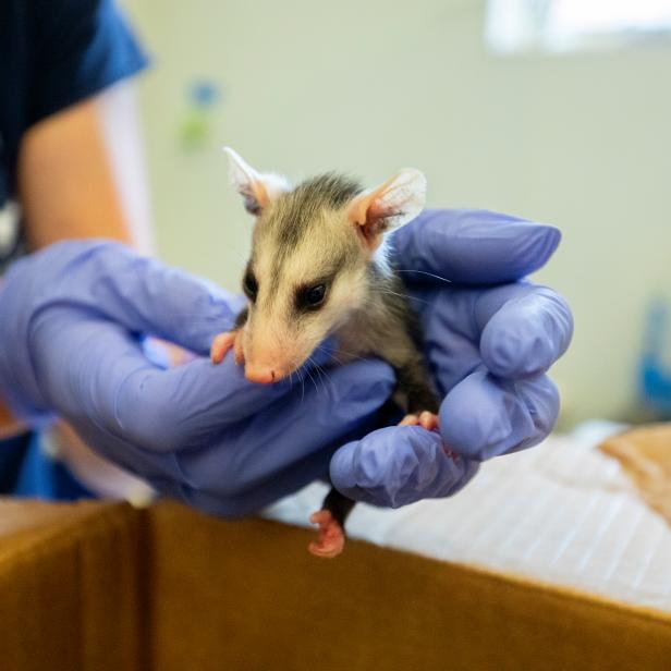A somewhat regular sighting at the Santa Barbara Animal Care Network, baby opossums have exceptionally strong hands, which help them latch on to their mothers fur as she moves about.