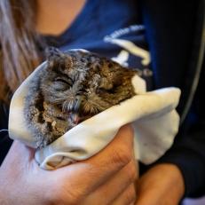 Smaller than I expected, a western screech owl is fed in the morning as it begins its recovery at the Santa Barbara Animal Care Network, California.