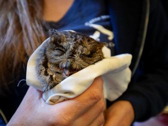 Smaller than I expected, a western screech owl is fed in the morning as it begins its recovery at the Santa Barbara Animal Care Network, California.