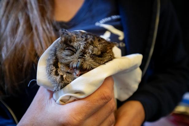 A Baby Animals Recovery Story for Mother's Day | Discovery