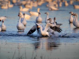 A snow goose prepares to take off in Bosque del Apache National Wildlife Refuge. 